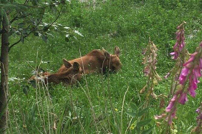 Wilds of Alaska Classic ATV Adventure - FAQ