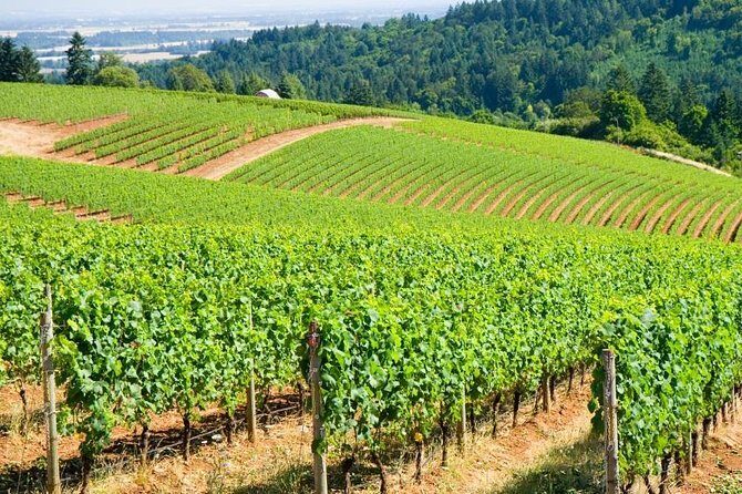 Willamette Valley Wine Tour with Lunch - Key Points