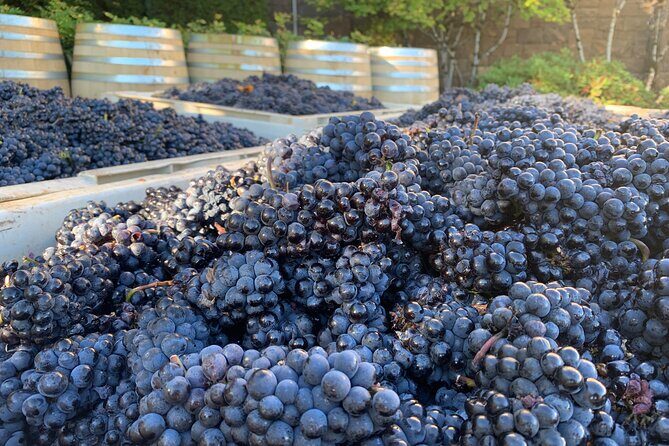 Willamette Wine Tour from McMinnville (Tasting Fees Included) - Key Points