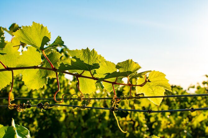 Willamette Wine Tour from Newberg (Tasting Fees Included) - The Itinerary Breakdown