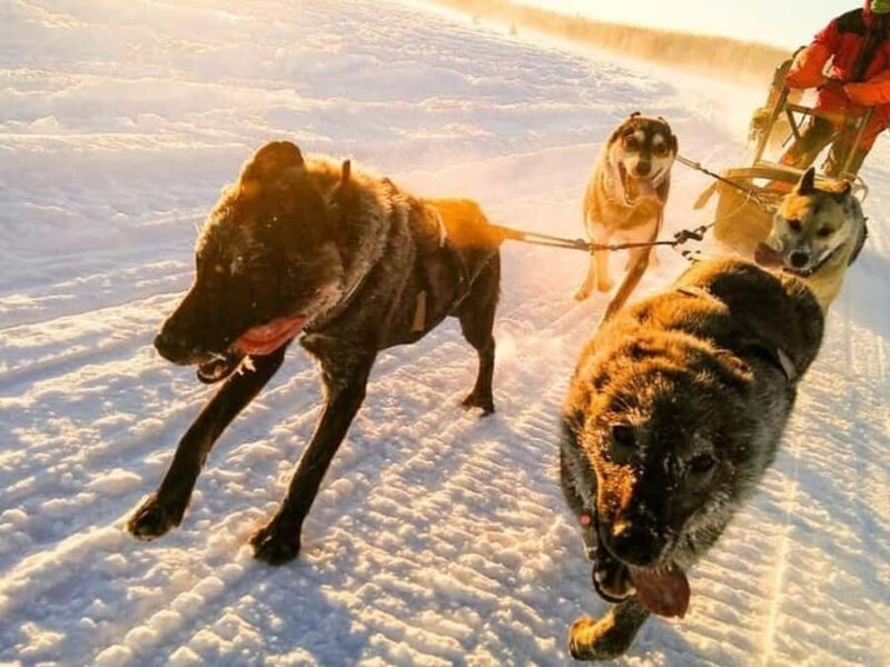 Willow: Dog Sledding and Snowmobile Combo Tour - The Experience from a Traveler’s Perspective