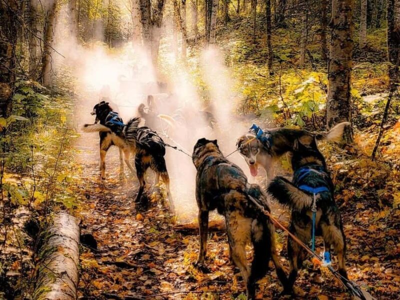 Willow: Dog Sledding & ATV/UTV Combo Tour - Is It Worth the Price?