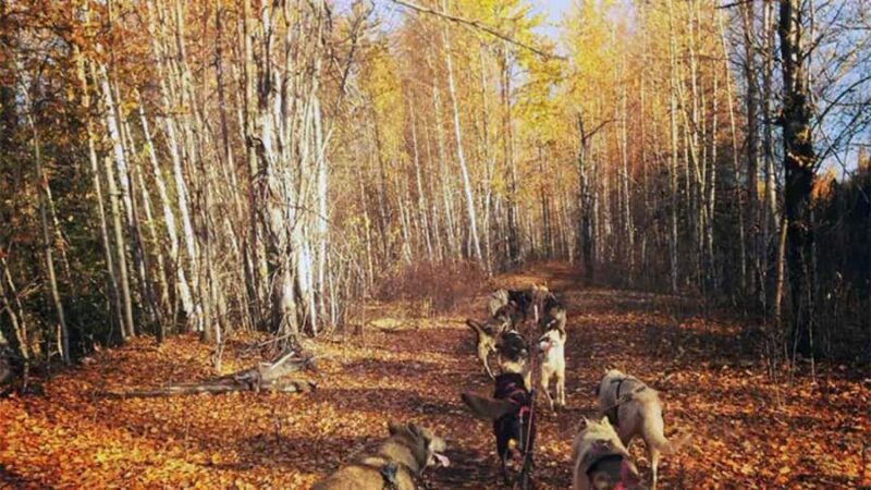 Willow: Fall Dog Sled Adventure - Key Points