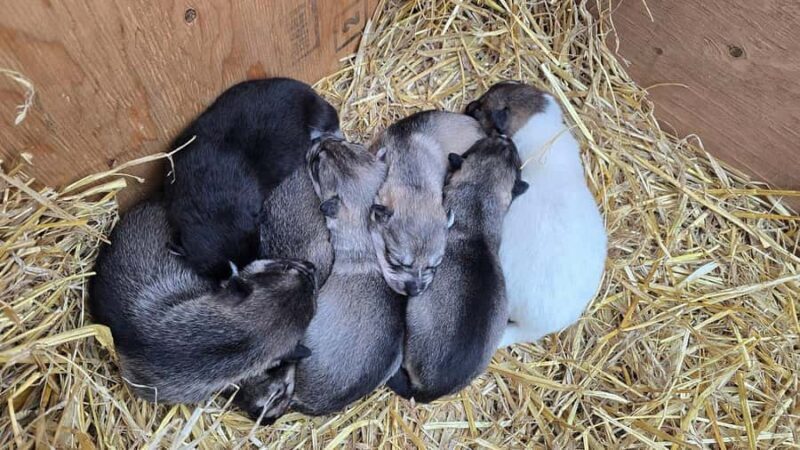 Willow: Fall Dog Sled Adventure - The Experience in Detail: From Meeting the Dogs to the Ride