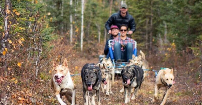 Willow: Summer Dog Sledding Ride in Alaska - The Itinerary: What You Can Expect