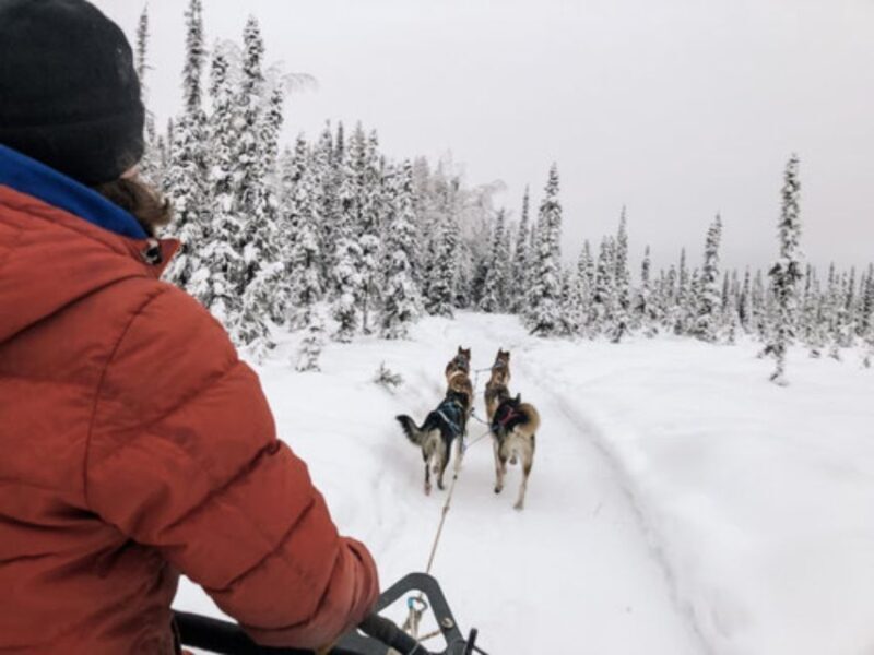Willow: Traditional Alaskan Dog Sledding Ride - What’s Included and What to Bring