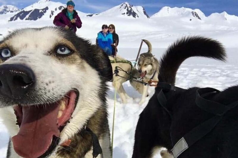 Willow: Winter Dog Sledding Adventure - The Experience in Detail