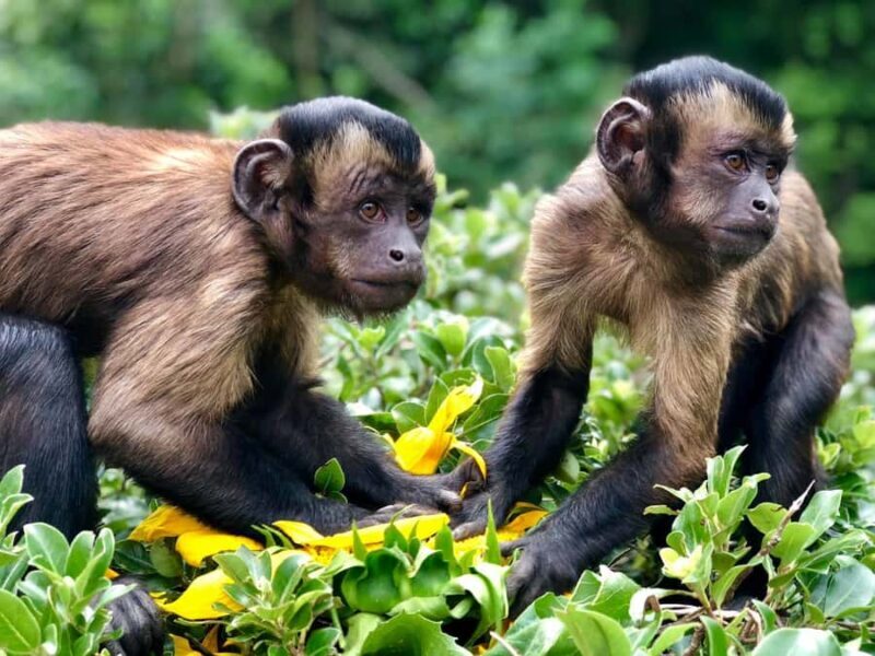 Willowbank Wildlife Reserve Day Entry Ticket - Key Points