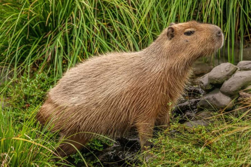 Willowbank Wildlife Reserve Day Entry Ticket - An In-Depth Look at Willowbank Wildlife Reserve