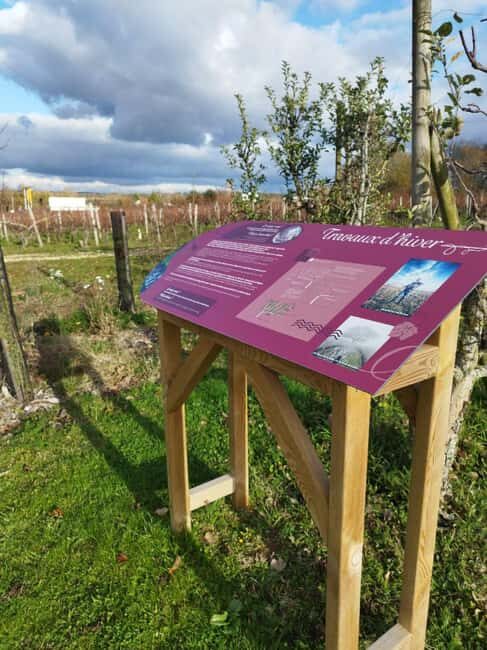 Wine and Cheese experience - The Wines: Authentic Chinon Selections