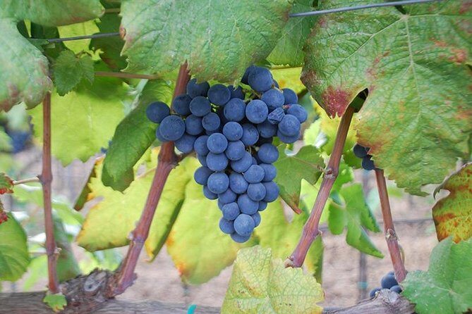 Wine and food tasting - Exploring the Vineyard and the Setting