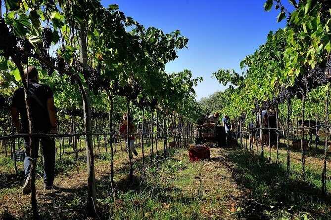 Wine and food tasting - Practical Details and Logistics