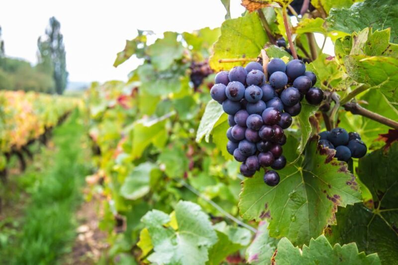 Wine and Food Tasting Tour in Gdansk Old Town - FAQ