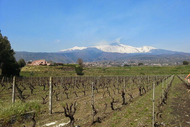 Wine and Lunch Tour - Why This Tour Works Well