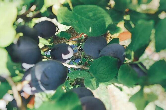 Wine and Raki tasting tour - Key Points