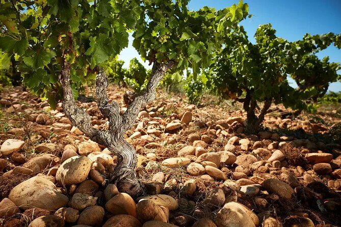 Wine and Romans - Key Points