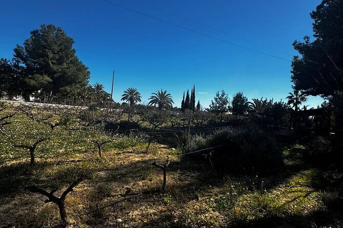 Wine and Tapas Tasting Tour from Alicante, Private Van - FAQ