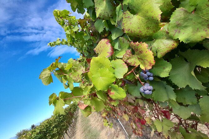 Wine and Typical Product Tasting Tour - FAQs