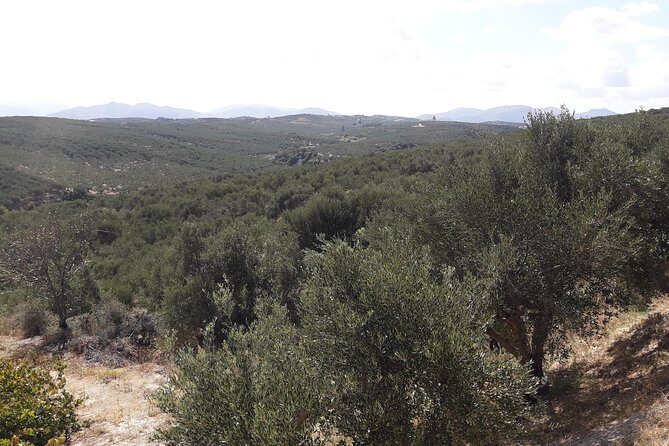 Wine, Beer, Olive Oil Tasting Private Tour (price per group of 6) - The Itinerary in Detail