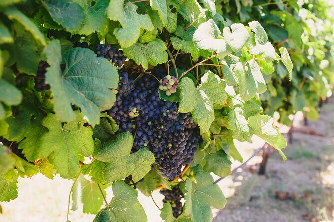 Wine, Brew and Spirits Tasting with lunch included - FAQ