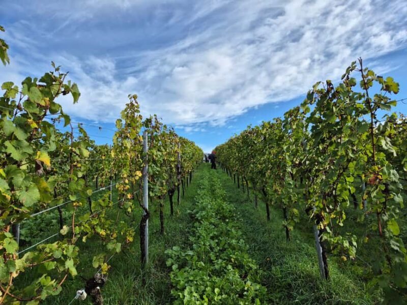 Wine City: 6 Wine Tasting with Bread, Water + Discount on Favorite Wine - The Value of the Discount