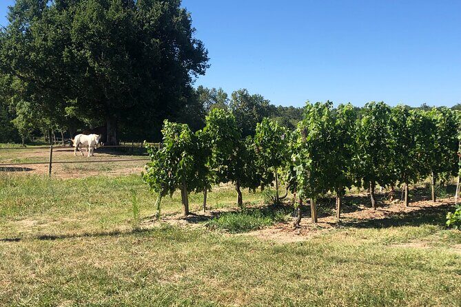 Wine Degustation, Visit and Masterclass from Vérac - Who Will Love This Tour?