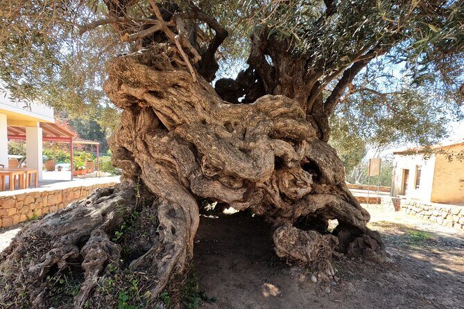 Wine, Dine & Divine: A Cretan Odyssey in Chania. - Final Thoughts: Is This Tour Right for You?