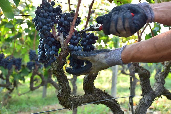 Wine Experience - Exploring the Wine Experience Near Lecce: A Detailed Look