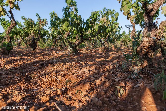 Wine Experience - Is This Tour Worth It?