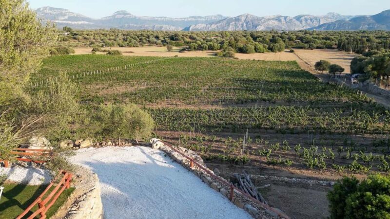 Wine experience in Dorgali in the heart of the Cannonau Classic Zone - A Closer Look at the Wine Experience in Dorgali