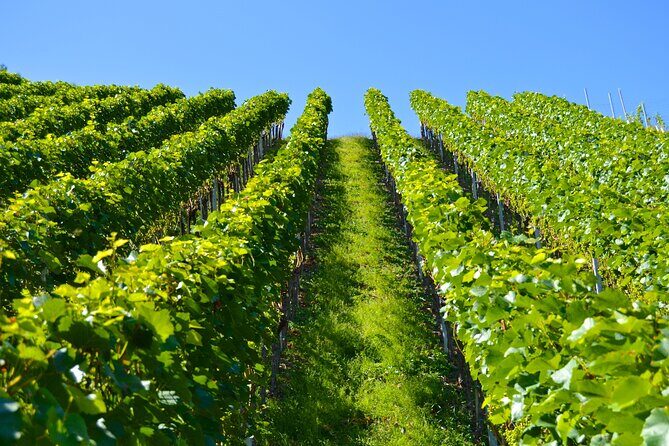 Wine History Tours in Willamette Valley Oregon - An In-Depth Look at the Tour Experience