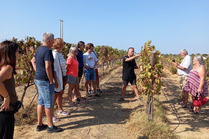 Wine Lovers: Winery Tour w/ Tasting & Tapas (Albufeira/Vilamoura) - Key Points
