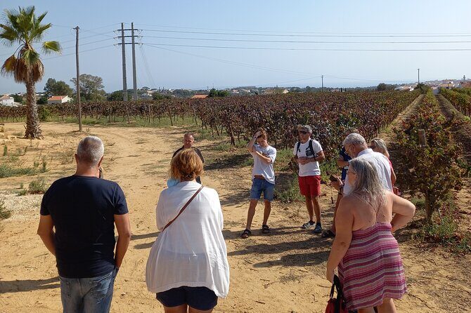 Wine Lovers: Winery Tour w/ Tasting & Tapas (Albufeira/Vilamoura) - What Are the Downsides?