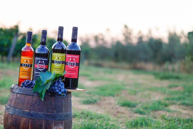 Wine & Oil Tasting Experience - What to Expect from the Experience