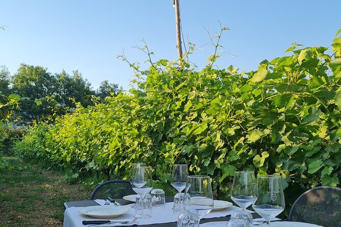 Wine & Oil Tasting Experience - The Sum Up