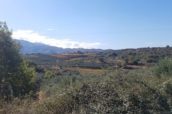 Wine, Olive Oil, and Honey Tour with Winemaker - Key Points