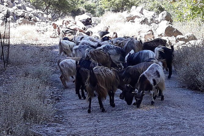 Wine & Olive Oil Tour with Lunch at Milia Mountain Retreat - Final Thoughts