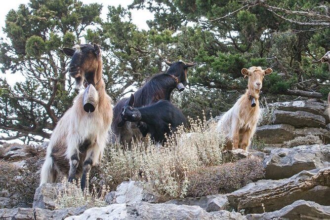 Wine & Olive Oil Tour with lunch at the White Mountains - What to Expect from the Itinerary