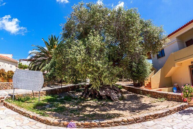 Wine & Olive Oil Tour with lunch at the White Mountains - Practical Questions & Answers