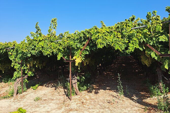 Wine Raki Olive Oil Tasting and Pottery - Private Tour - FAQ