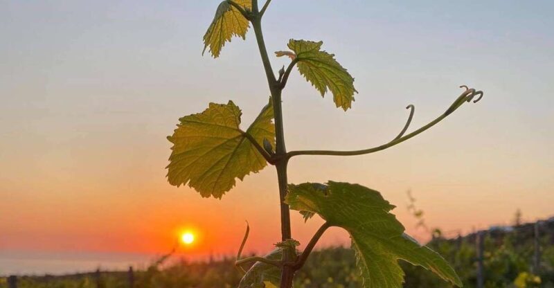 Wine Tasting & Ancient Olive Tree 3 Hours Tour  Private - Key Points