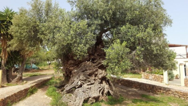 Wine Tasting & Ancient Olive Tree 3 Hours Tour  Private - The Itinerary Breakdown: What to Expect from Start to Finish