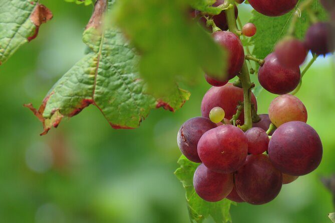Wine tasting and Jeep Adventure in Madeira's Majestic Countryside - Frequently Asked Questions