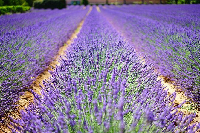 Wine Tasting and lavender Farm Tours - An In-Depth Look at What This Tour Offers