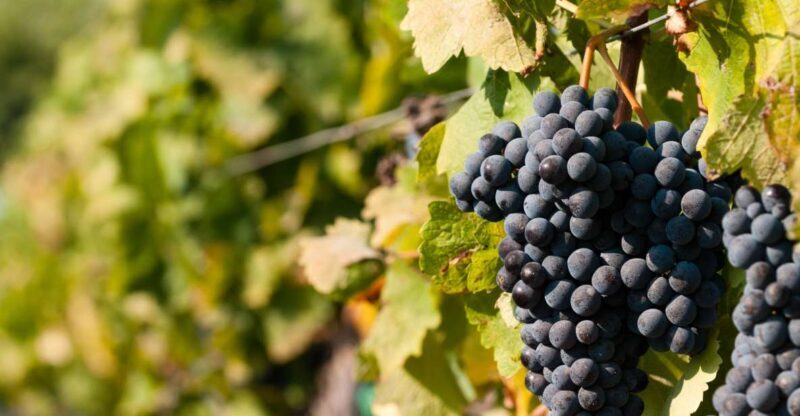 Wine Tasting and Typical Tastings in the Val di Noto - A Honest Look at the Wine Tasting Experience in Val di Noto