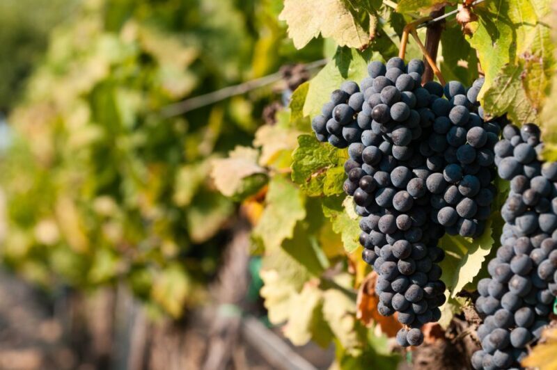 Wine Tasting and Typical Tastings in the Val di Noto - The Scenic and Educational Value