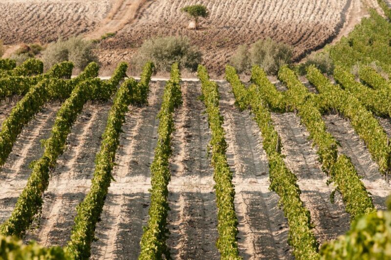 Wine Tasting and Typical Tastings in the Val di Noto - FAQs