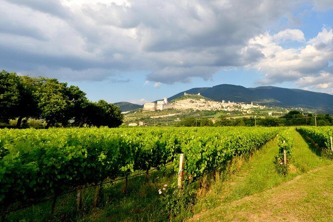 Wine tasting and walk in the Vineyard of Assisi - Practical Details and Logistics