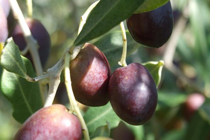 Wine tasting and walk in the Vineyard of Assisi - FAQ