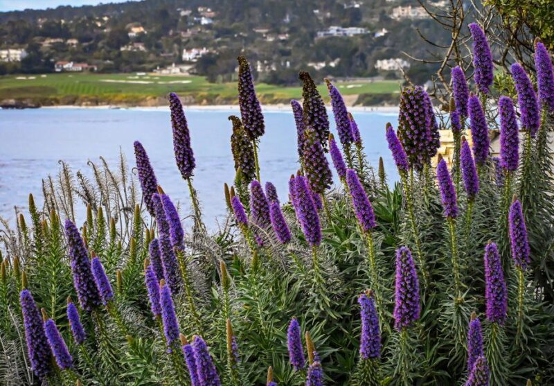 Wine Tasting and Walking Tour of Carmel-by-the-Sea - What to Expect from the Tour